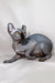 Meet Anna, the adorable Hairless Sphynx Elf Kitten with wrinkled gray skin and big ears