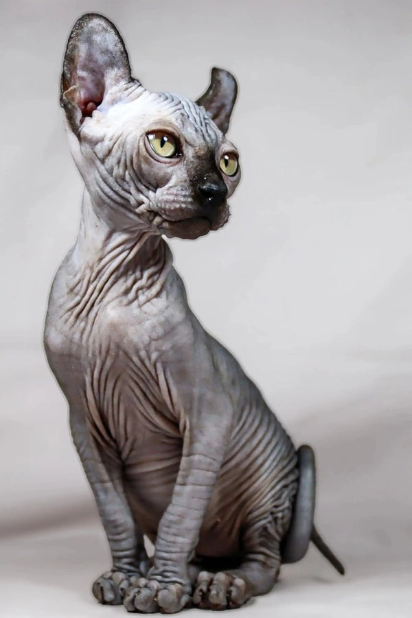 Meet Anna, the adorable Elf Kitten with golden eyes and a unique hairless look