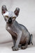 Meet Anna, the adorable Hairless Sphynx Elf Kitten with big ears and golden eyes