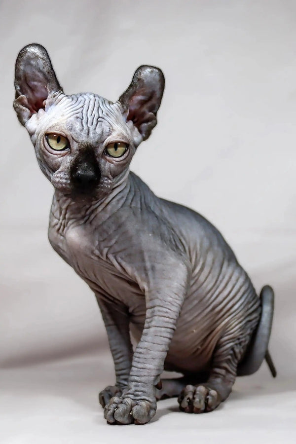 Meet Anna, the adorable Hairless Sphynx Elf Kitten with big ears and golden eyes