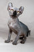 Meet Anna, the adorable Elf Kitten with a hairless gray Sphynx look and big ears