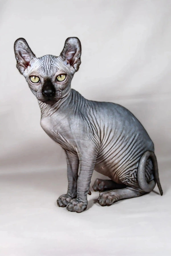 Hairless Sphynx cat with gray skin and big ears, meet Anna the Elf Kitten