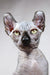 Adorable Hairless Sphynx cat named Anna, the perfect elf kitten with striking yellow eyes