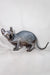 Meet Anna, the adorable Hairless Sphynx Elf Kitten with wrinkled gray skin and big ears