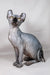 Hairless Sphynx cat Anna the Elf Kitten with golden eyes and wrinkled gray skin