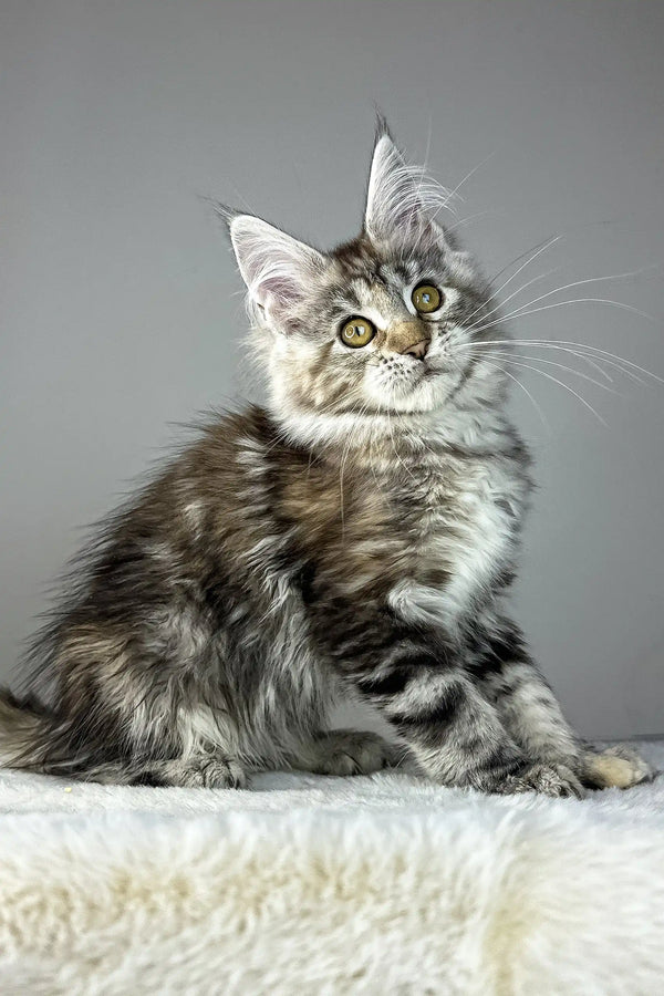 Anna | maine coon kitten