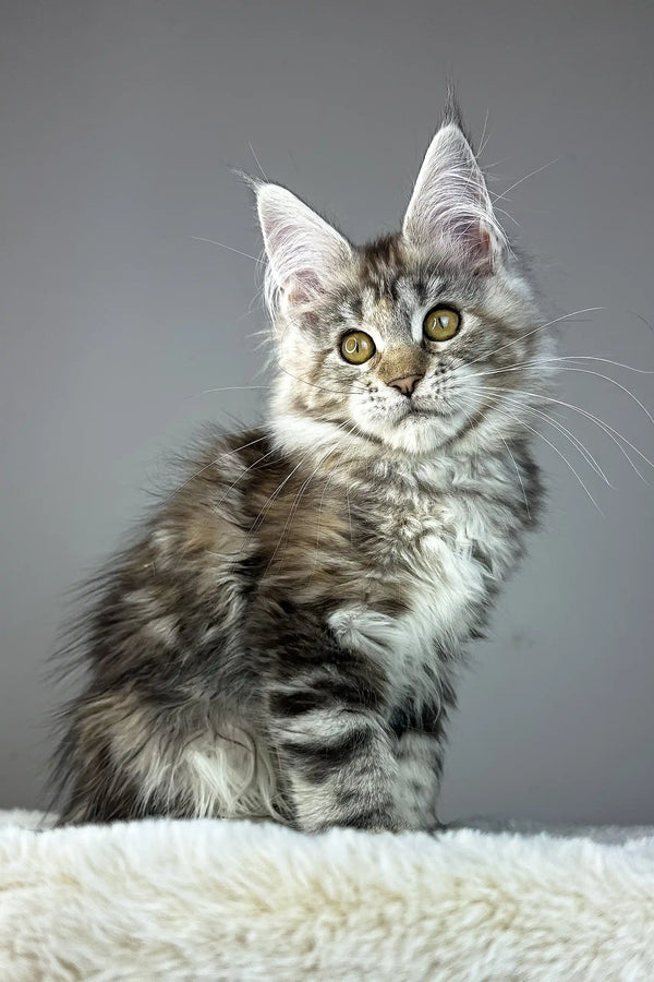 Anna | maine coon kitten