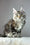 Anna | Maine Coon Kitten