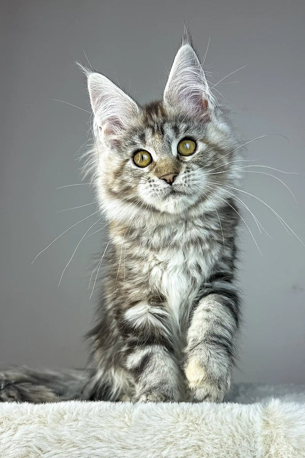 Anna | maine coon kitten