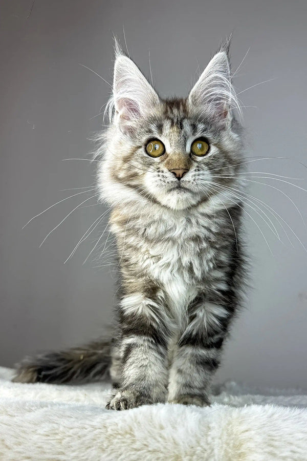Anna | maine coon kitten