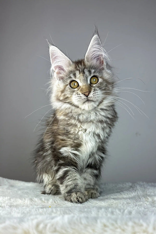 Anna | maine coon kitten