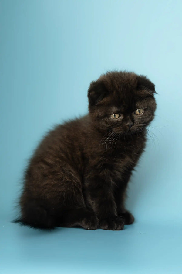 Adorable Black Scottish Fold kitten named Anna, perfect for cuddles and playtime