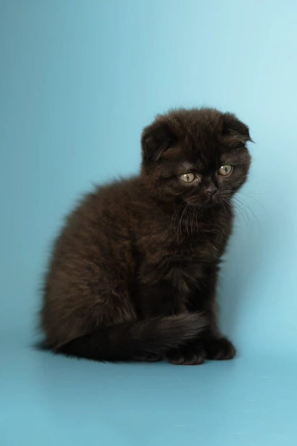 Black Scottish Fold kitten named Anna, ready to steal your heart!