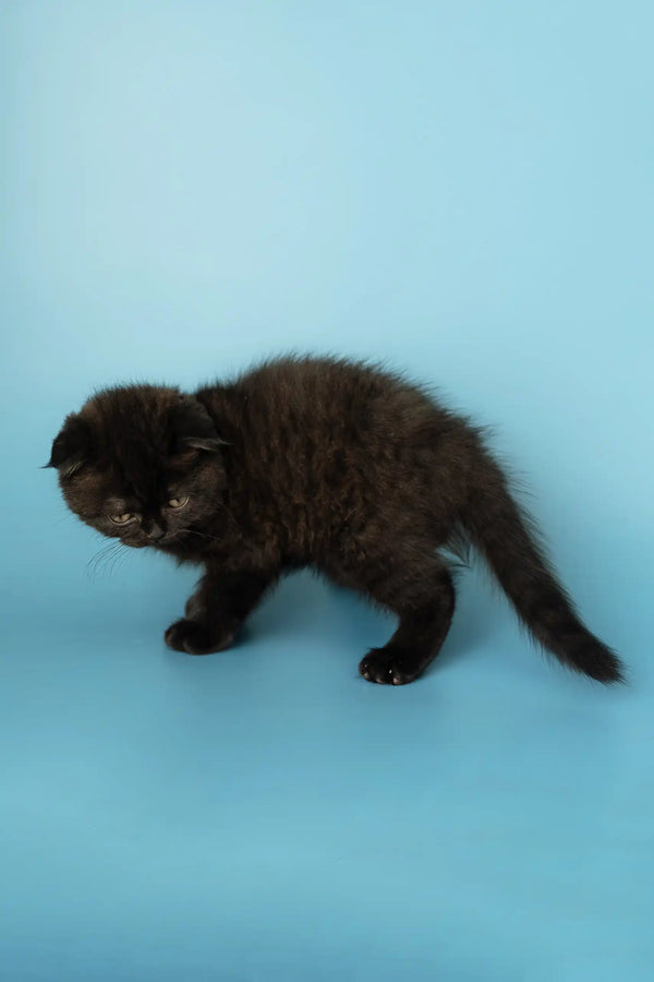 Adorable Black Scottish Fold Kitten named Anna showcasing playful charm and unique features