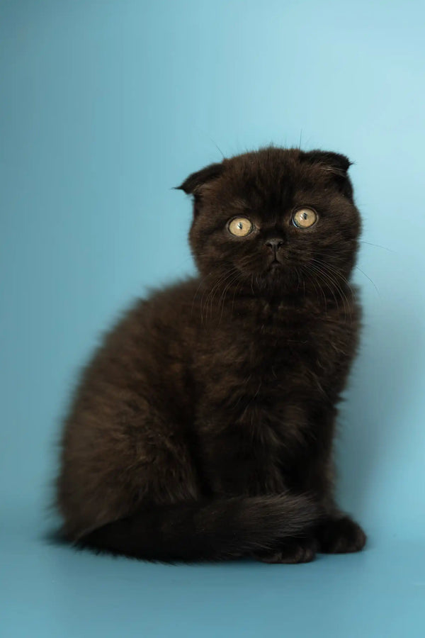 Cute Black Scottish Fold kitten named Anna ready for adoption or snuggles