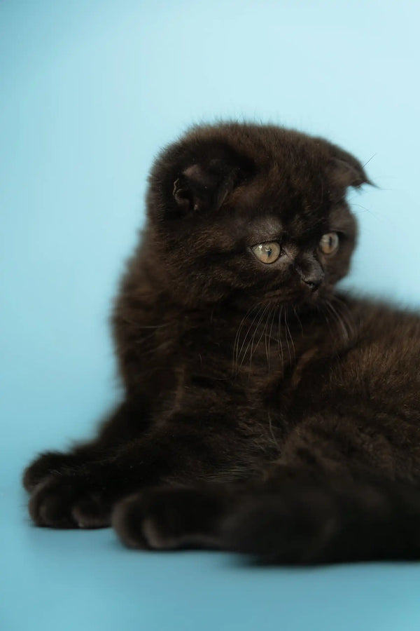 Cute Black Scottish Fold kitten named Anna, perfect for any cat lover’s collection