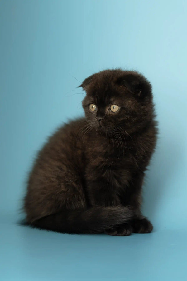 Black Scottish Fold kitten named Anna in a cute and playful pose