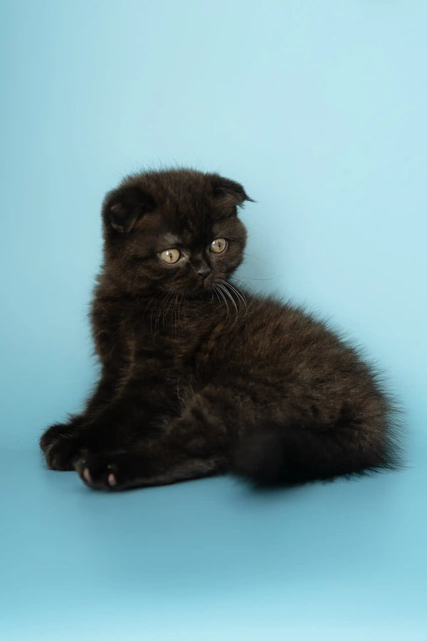 Black Scottish Fold kitten named Anna looking adorable and playful