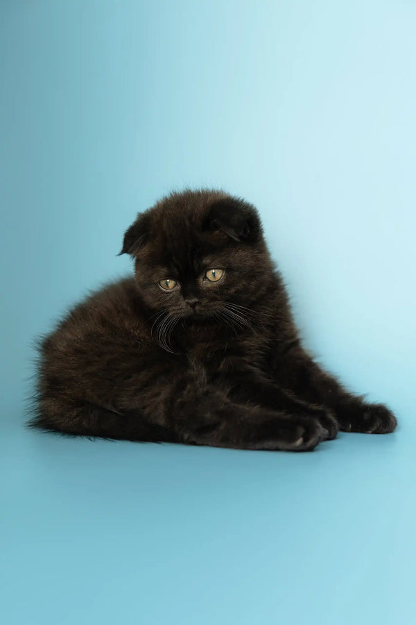 Black Scottish Fold kitten from the Anna collection, super cute and playful!
