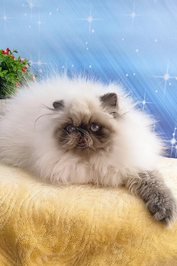 Fluffy Persian cat in Annabel, the adorable Persian Kitten product