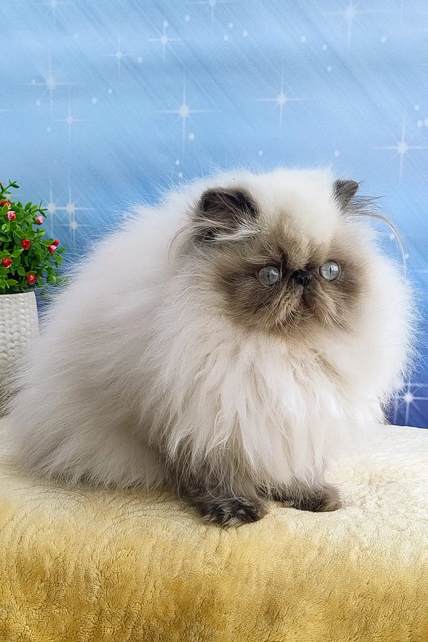 Fluffy Himalayan cat in the Annabel Persian Kitten product display