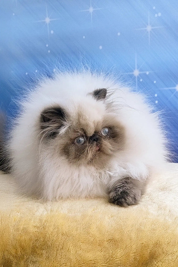 Fluffy white Persian cat with gray markings in Annabel Persian Kitten product