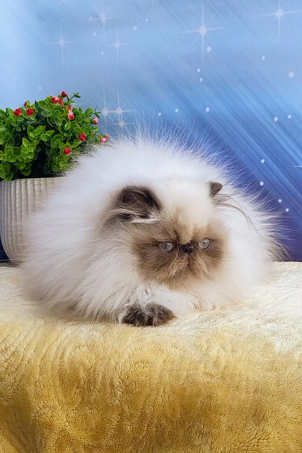 Fluffy white Persian cat with cute brown markings in Annabel | Persian Kitten product