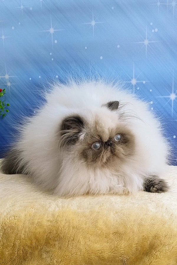 Fluffy white and gray Persian cat in the Annabel Persian Kitten product display