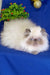 Fluffy white Himalayan cat with dark face and blue eyes in Annabel Persian Kitten