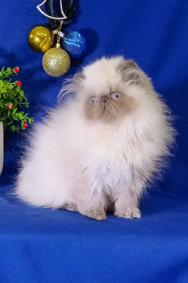 Fluffy white Himalayan cat chilling with Christmas ornaments for Annabel the Persian Kitten