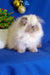 Fluffy white Himalayan cat with a flat face and long fur from Annabel Persian Kitten