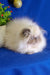 Fluffy white Himalayan cat with dark points showcased in Annabel Persian Kitten product