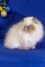 Fluffy white Himalayan cat with dark points in the Annabel Persian Kitten product