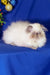 Fluffy white Himalayan cat with dark points relaxing in a cozy spot for Annabel