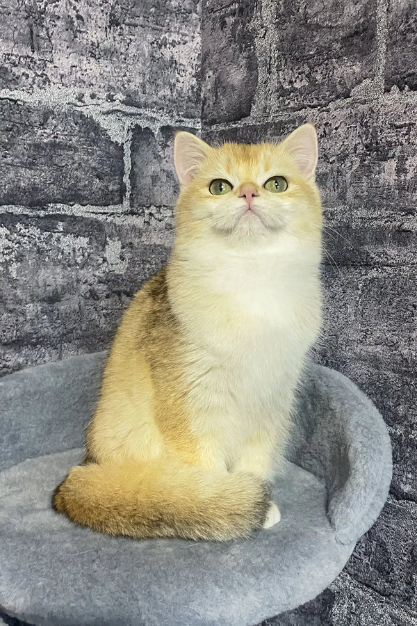 Annabelle | british shorthair kitten