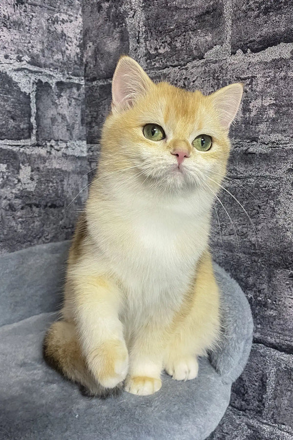 Annabelle | british shorthair kitten