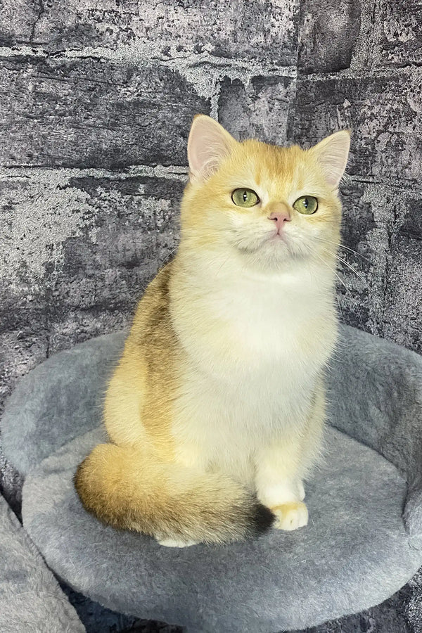 Annabelle | british shorthair kitten