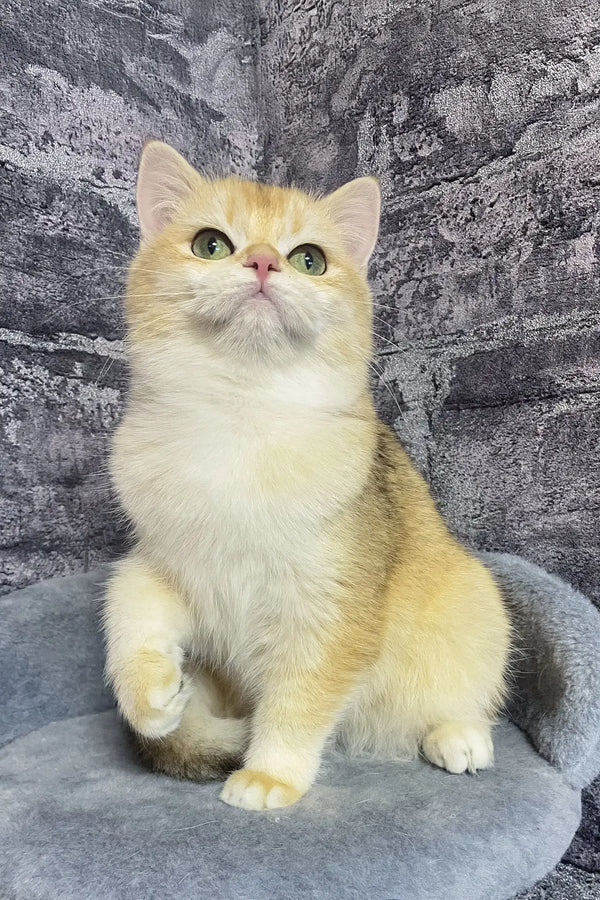 Annabelle | british shorthair kitten