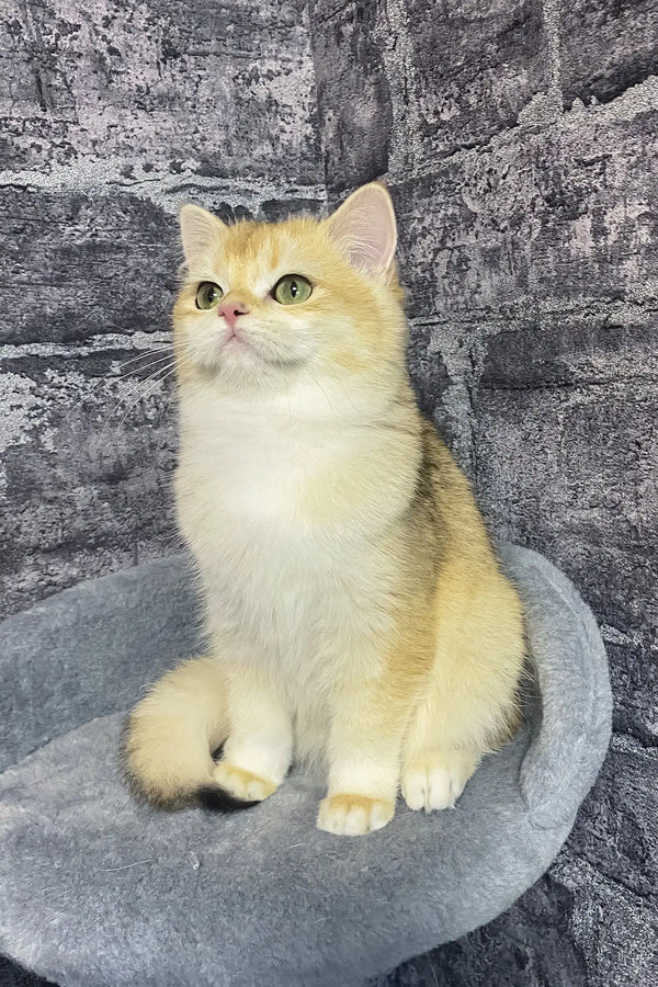 Annabelle | british shorthair kitten