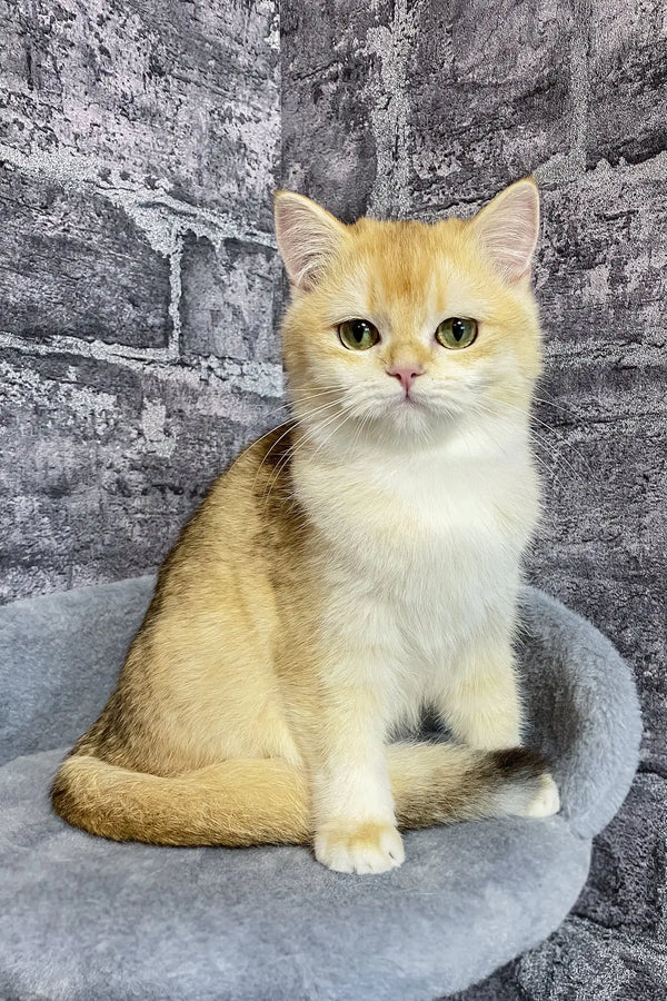 Annabelle | british shorthair kitten