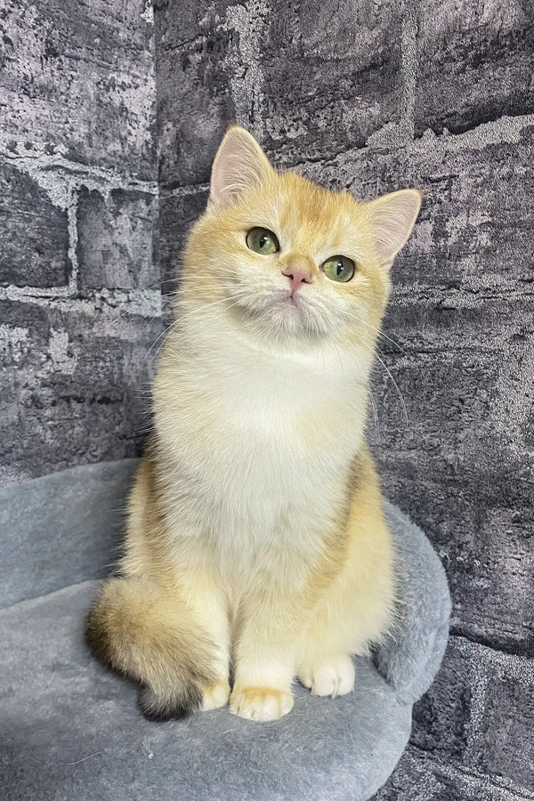 Annabelle | british shorthair kitten