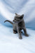 Antaeus | russian blue kitten
