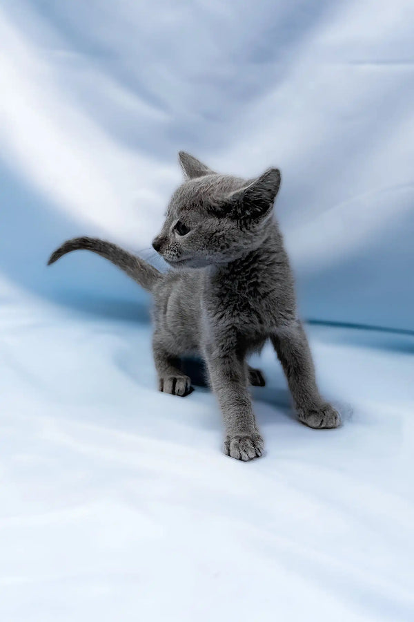 Antaeus | russian blue kitten