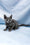Antaeus | Russian Blue Kitten
