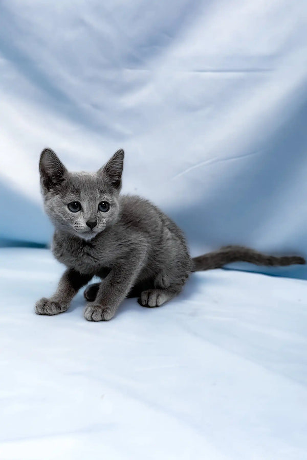 Antaeus | russian blue kitten