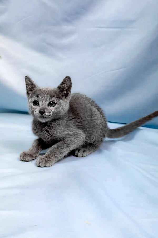 Antaeus | russian blue kitten