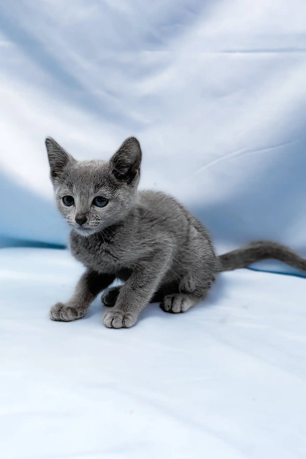 Antaeus | russian blue kitten