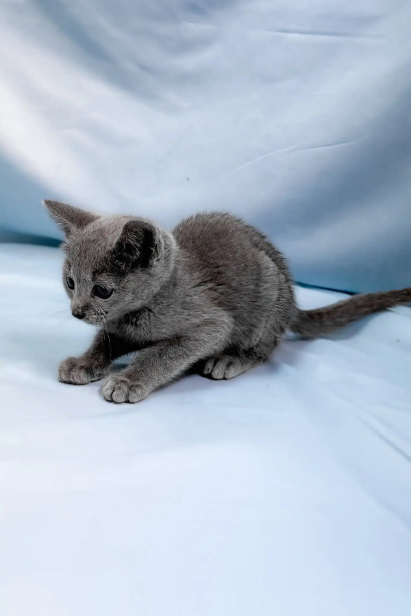 Antaeus | russian blue kitten