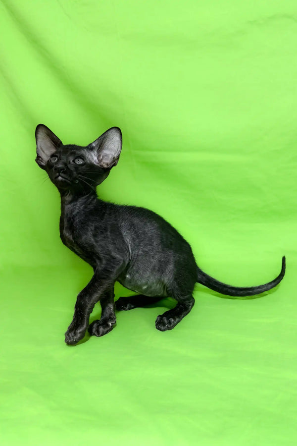 Cute Black Oriental Shorthair kitten named Anthony ready to snuggle and play!