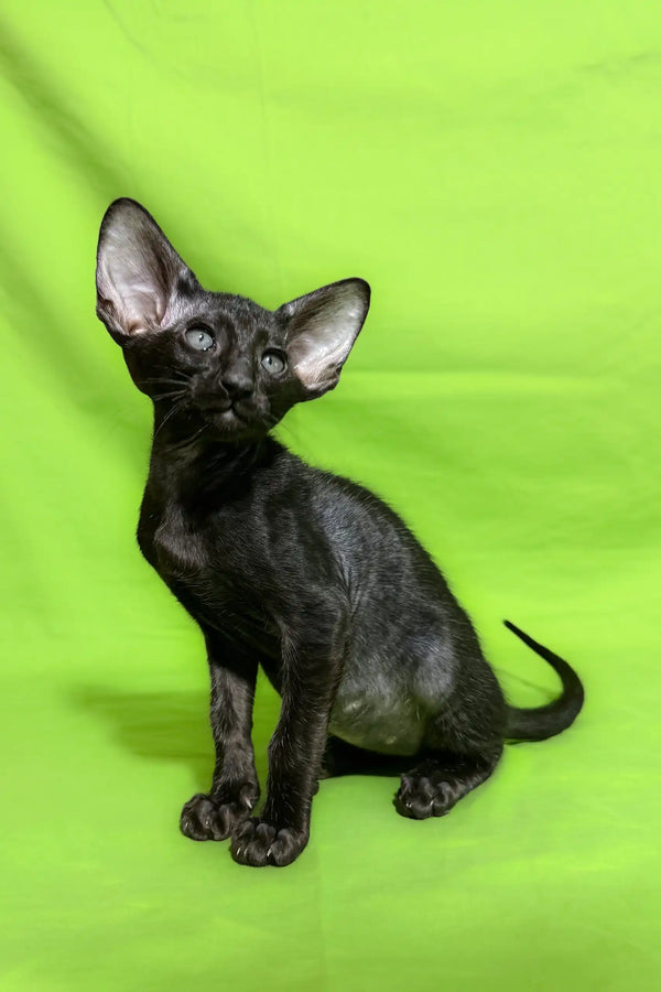 Black Oriental Shorthair cat in Anthony | Oriental Shorthair Kitten product display